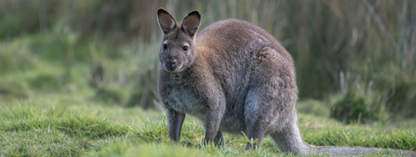 Wallaby