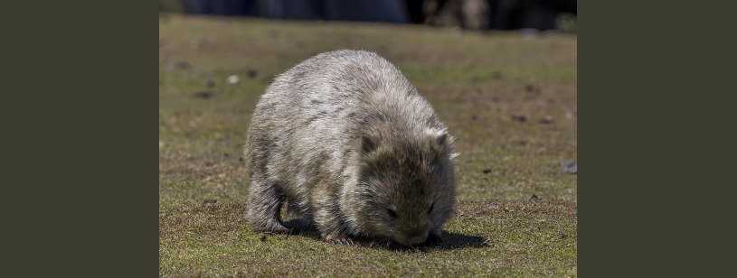Wombatul cu nasul golaș (Vombatus ursinus), cu corp robust și blană brună, pe iarbă