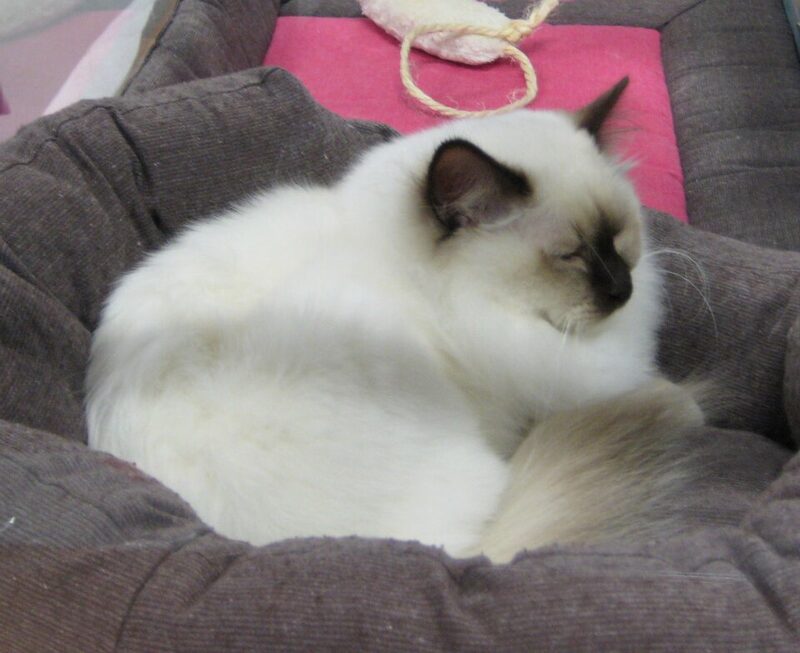 Birmaneză sacră culcată, cu „mănușile” albe
