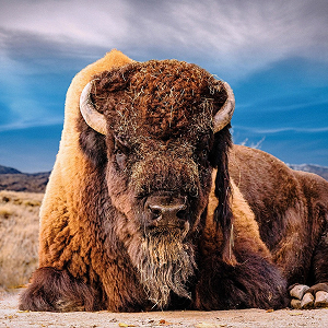 Bizon