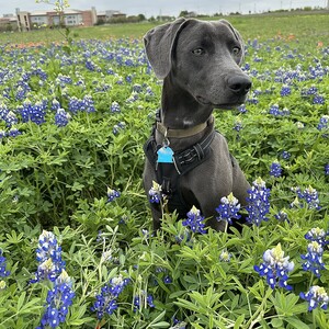 Blue Lacy