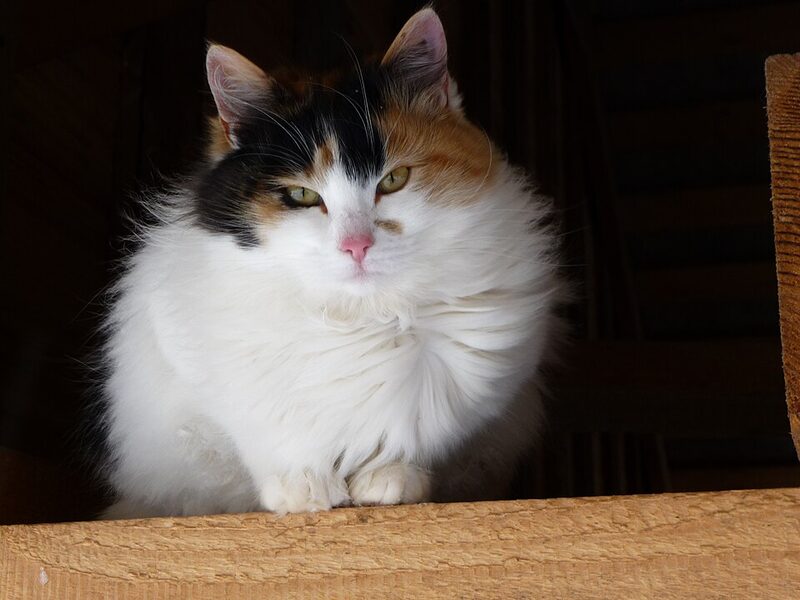 Bobtail japonez alb cu pete, culcat