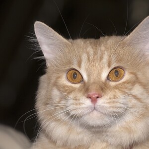 Bobtail kurilian