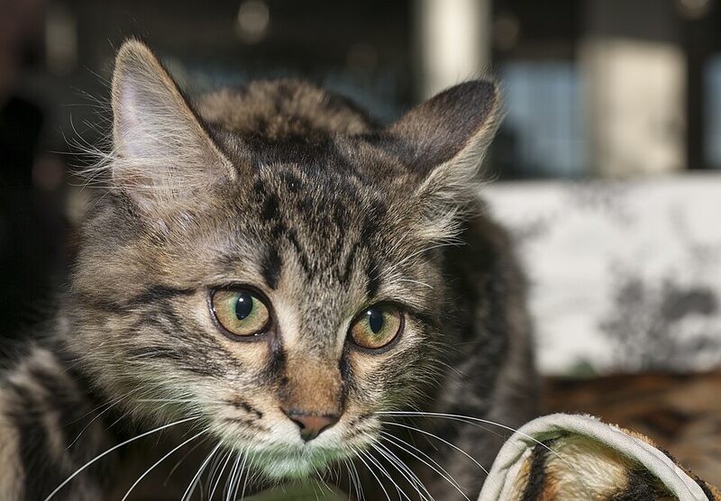 Bobtail kurilian tigrat