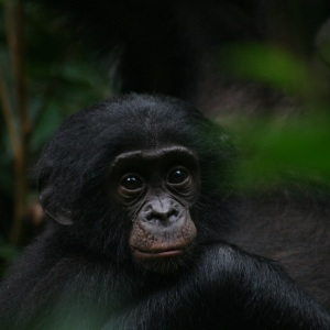 Pui de bonobo cu ochi mari și blană neagră, sprijinit de mama sa în pădure