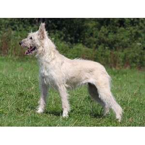Bouvier des Ardennes