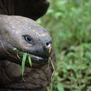Capul unei broaște țestoase gigant de Galápagos, cu pielea cenușie, mestecând frunze verzi