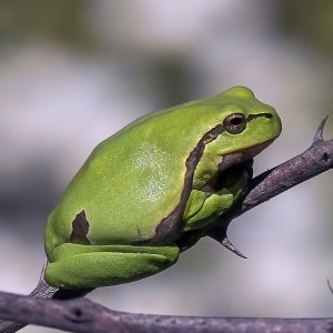 Brotăcel verde aprins cu dungă închisă pe flanc, agățat de o crenguță