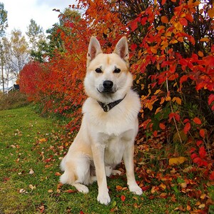 Buhund norvegian