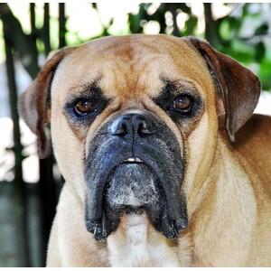 Buldog Campeiro