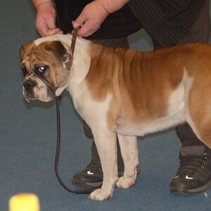 Buldog continental
