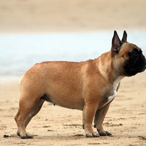 Buldog francez
