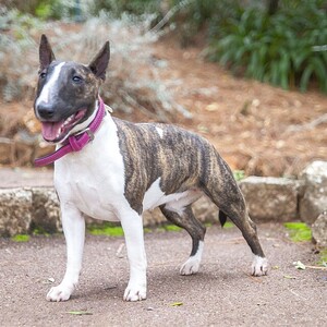 Bull Terrier miniatural