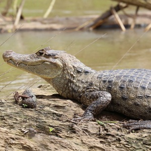 Caiman cenușiu-măsliniu stând pe malul unei ape