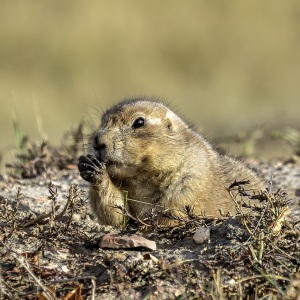 Câine de preerie cu coadă neagră la intrarea în vizuină, ținând hrană în labele din față