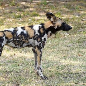 Câine sălbatic african văzut din profil, cu blană pătată, urechi mari și coadă cu vârf alb
