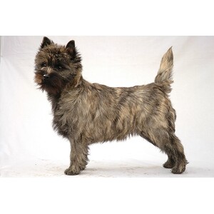 Cairn Terrier