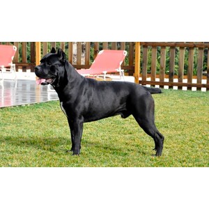 Cane Corso