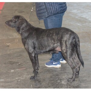 Cão de Castro Laboreiro
