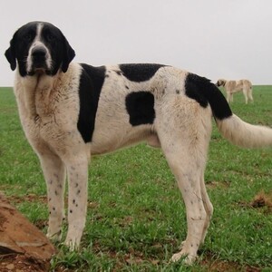 Cão de Gado Transmontano