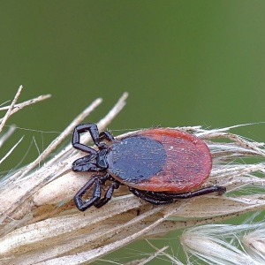 Căpușa Ixodes ricinus, femelă pe un fir de iarbă uscată