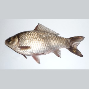Carasul