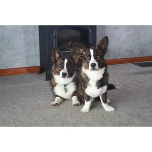 Cardigan Welsh Corgi