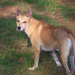 Carolina Dog