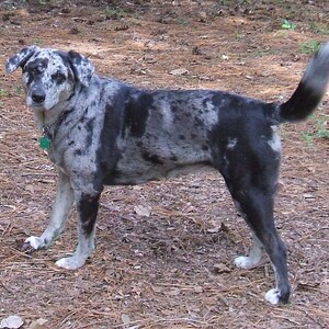 Catahoula