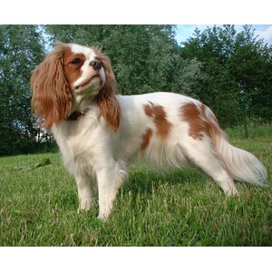 Cavalier King Charles Spaniel
