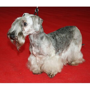 Cesky Terrier