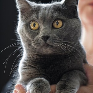Chartreux