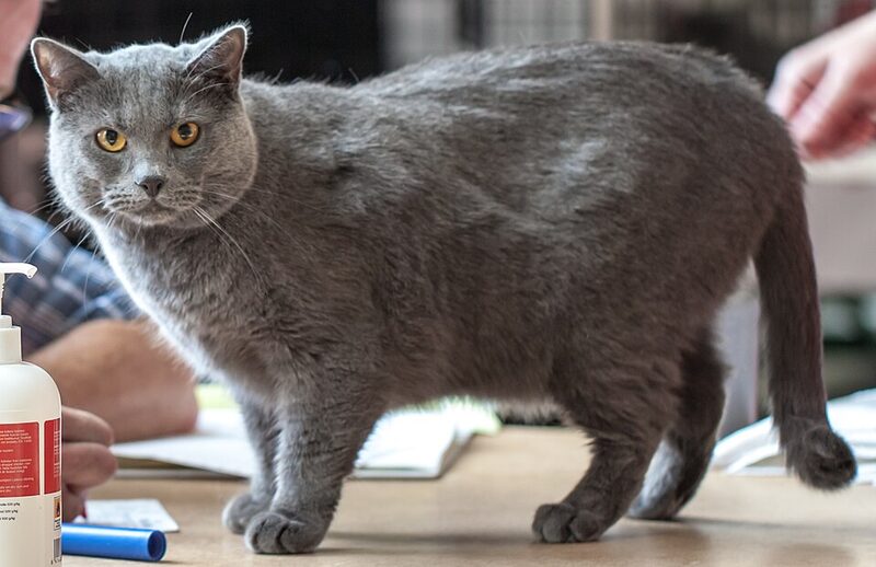 Pisică Chartreux albastră în picioare