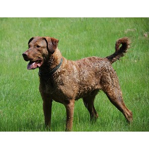 Chesapeake Bay Retriever