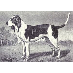 Chien d'Artois
