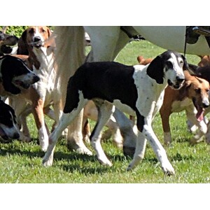 Chien Français Blanc et Noir