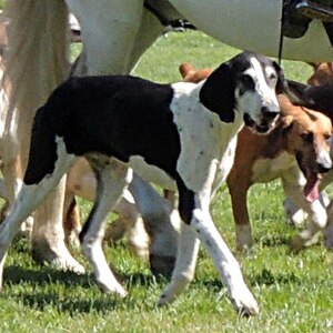Chien Français Blanc et Noir