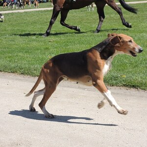 Chien Français Tricolore