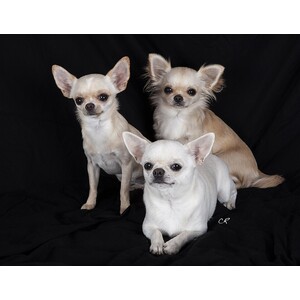 Chihuahua