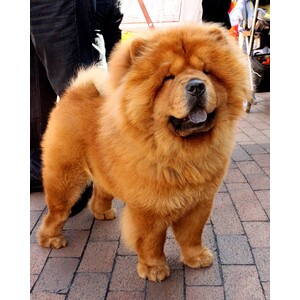 Chow Chow