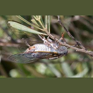 Cicada