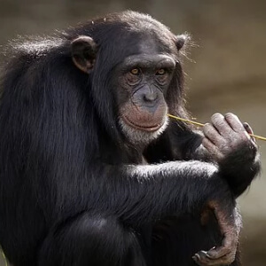 Cimpanzeul