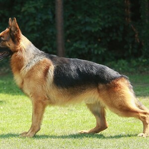 Ciobănesc german