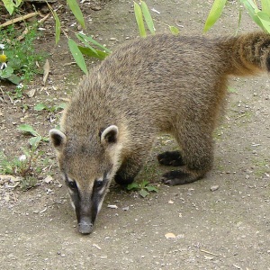 Coati Nasua nasua cu bot lung îndreptat spre sol și coadă inelată ridicată