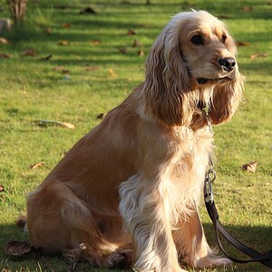 Cocker Spaniel englez