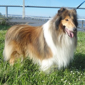 Collie cu păr lung