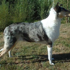 Collie cu păr scurt