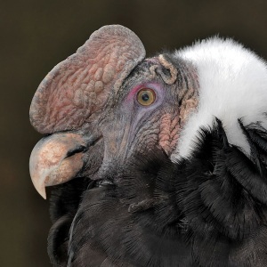Condor de Anzi mascul cu cap golaș, creastă cărnoasă, guler alb de pene și penaj negru
