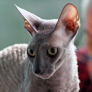 Cornish Rex