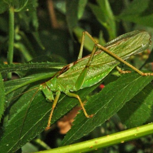 Cosaș verde Tettigonia viridissima cu aripi lungi și picioare subțiri pe vegetație